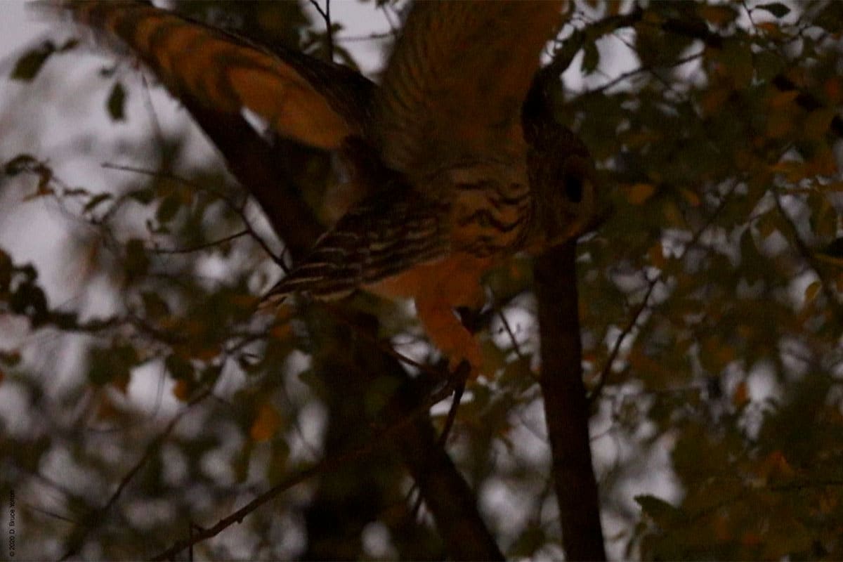 20201205BDOW09