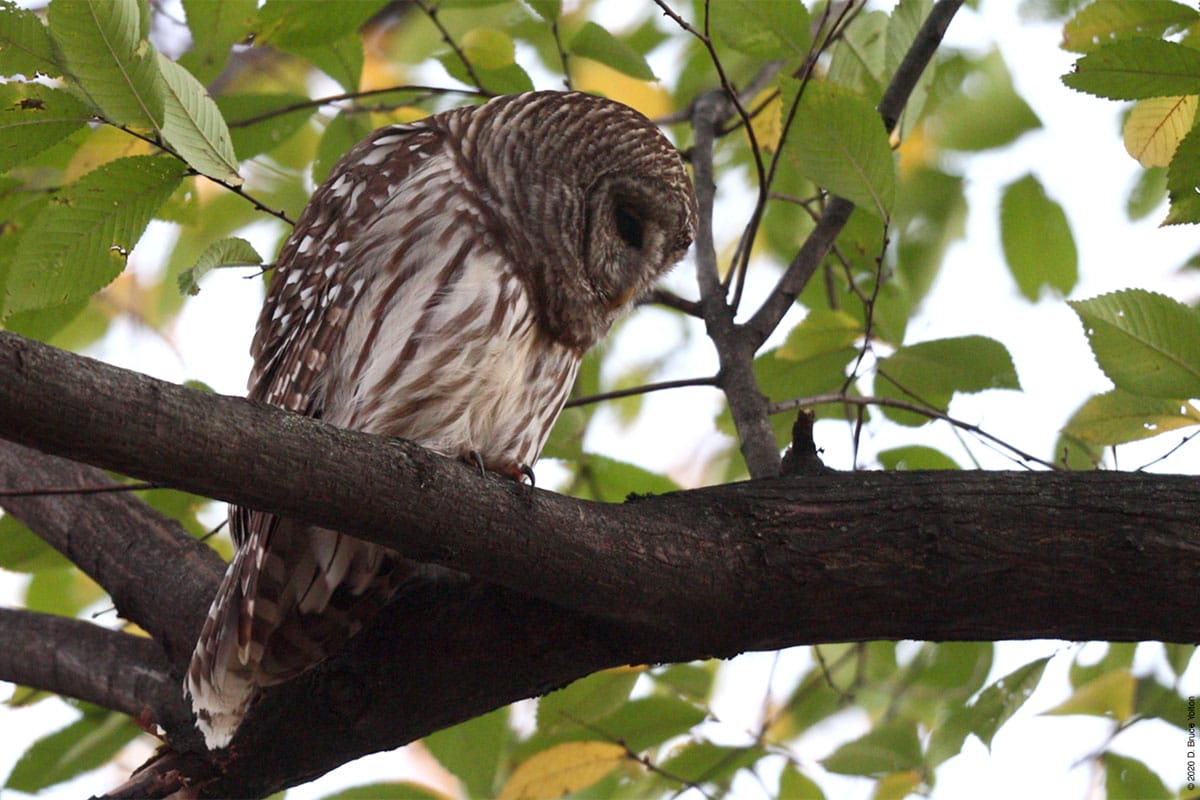 20201202BDOW01