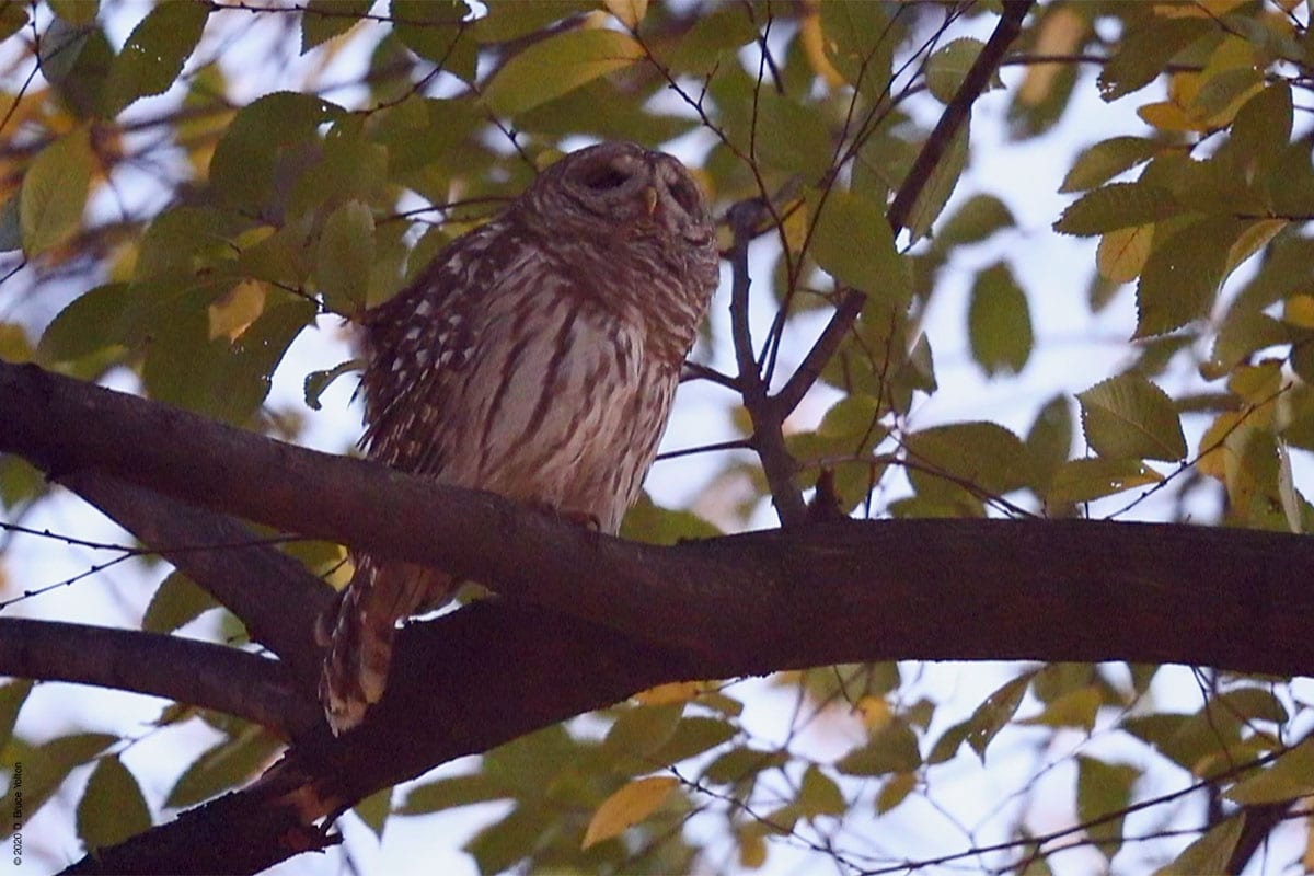 20201202BDOW05
