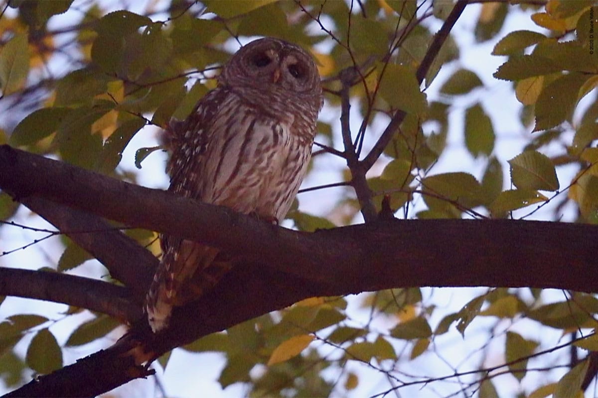 20201202BDOW06