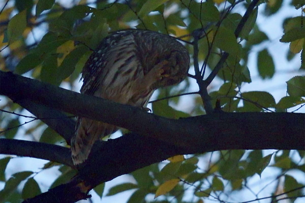 20201202BDOW09