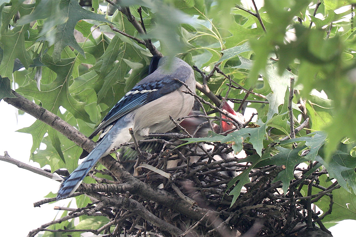 A Glimpse into the World of Blue Jay Fledglings - Steve Creek