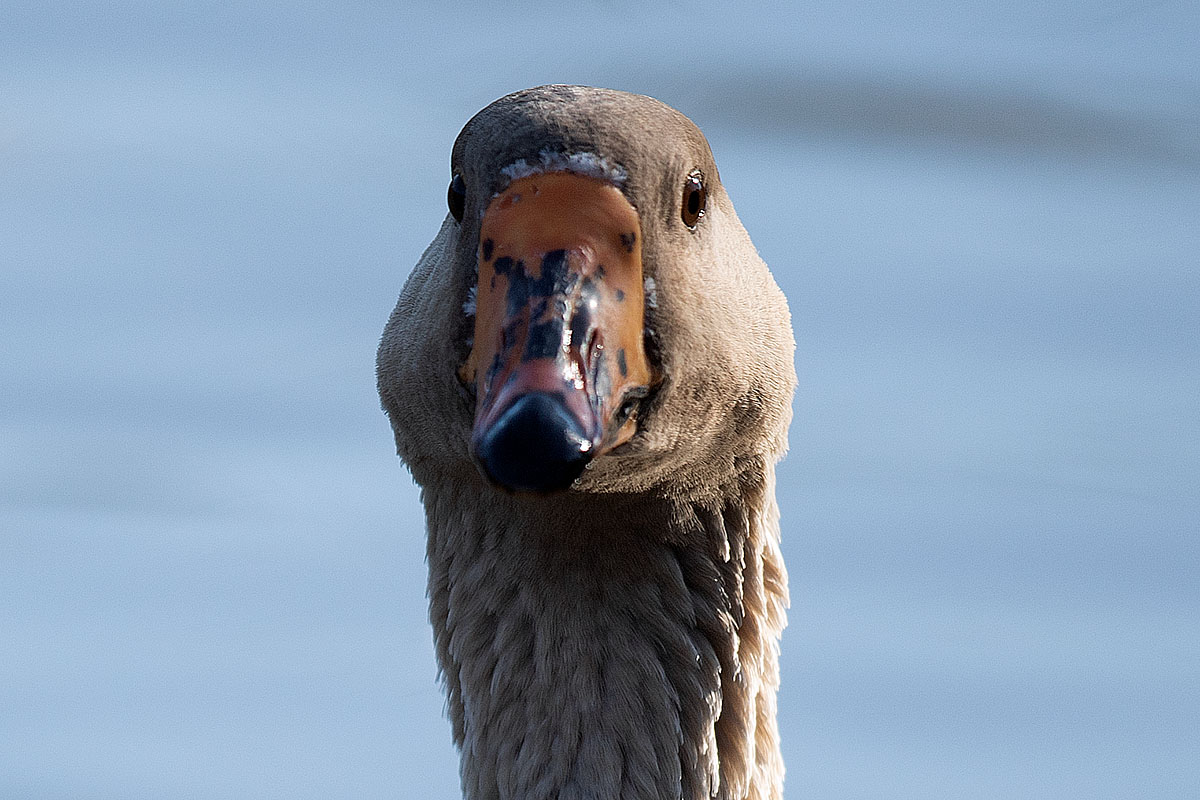 20200219_Graylag Goose_01