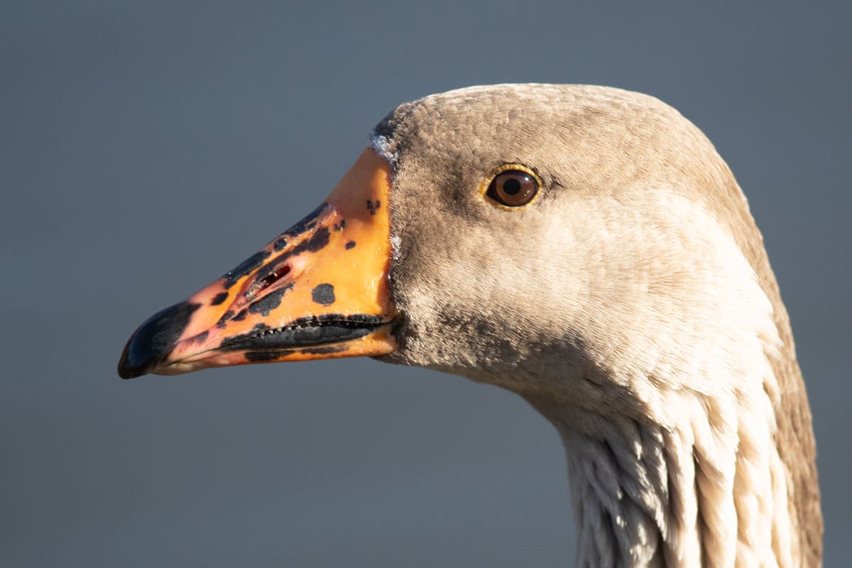 20200219_Graylag Goose_03