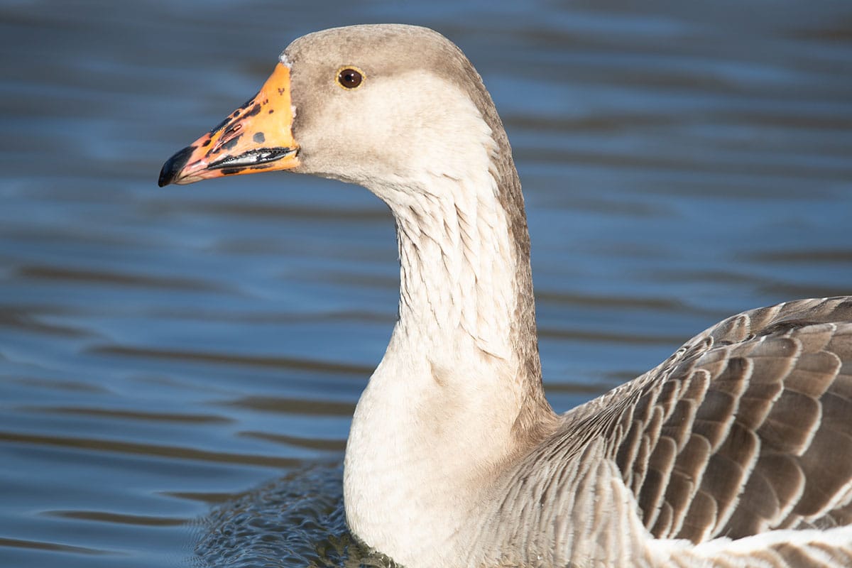 20200219_Graylag Goose_04