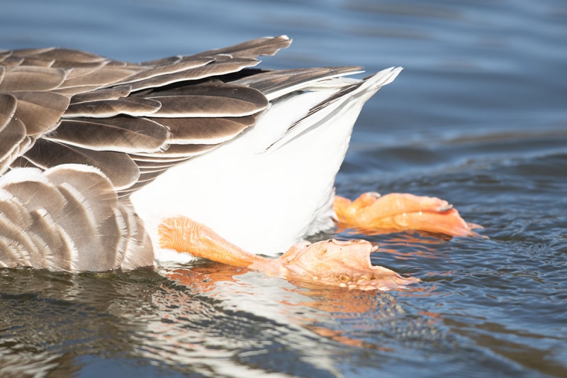 20200219_Graylag Goose_05