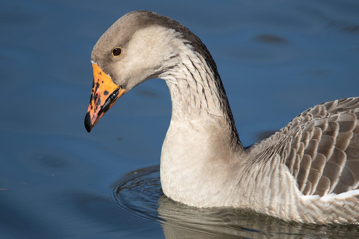 20200219_Graylag Goose_06