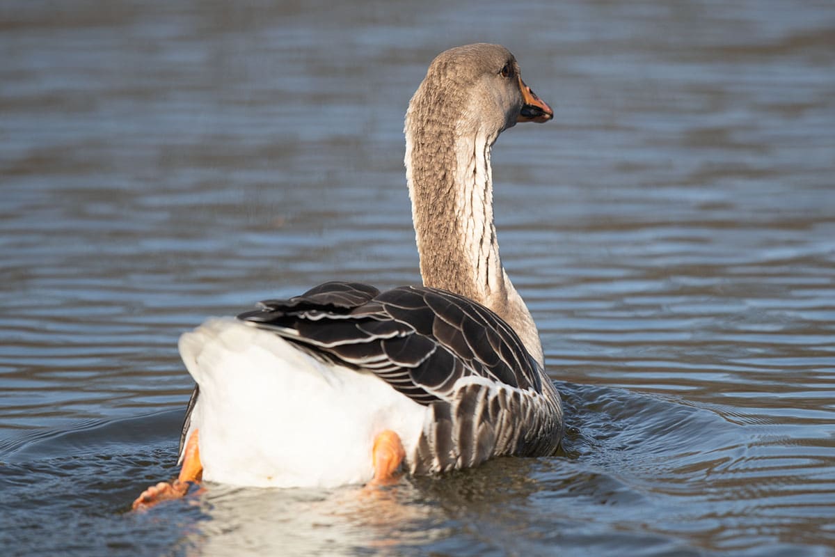 20200219_Graylag Goose_07