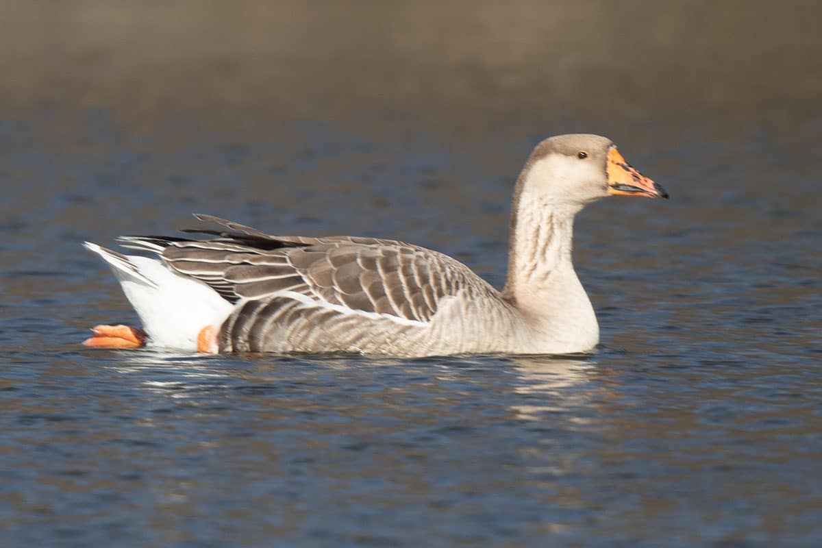 20200219_Graylag Goose_09