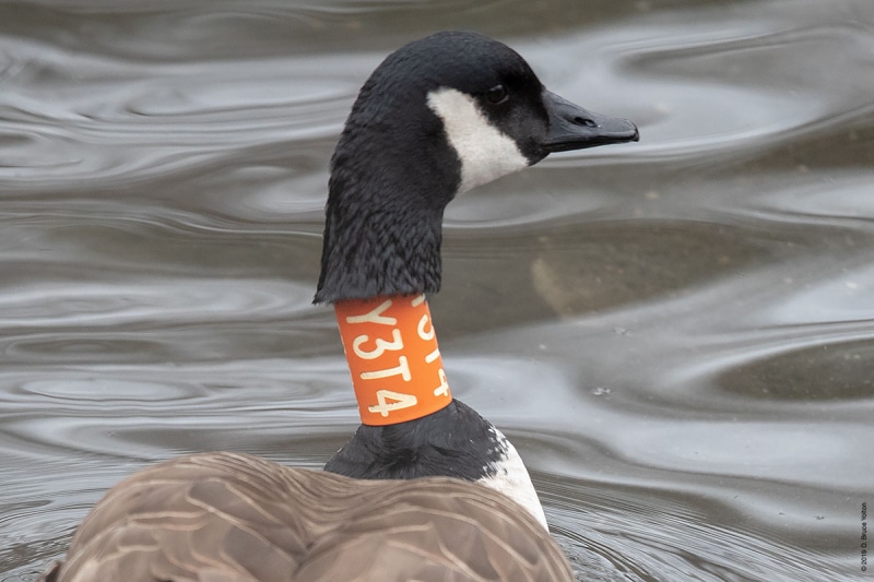 Canada goose on sale zulily urban dictionary