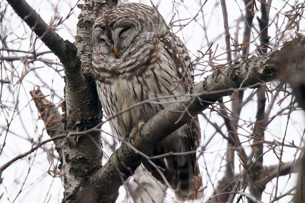 20190104OWLS01