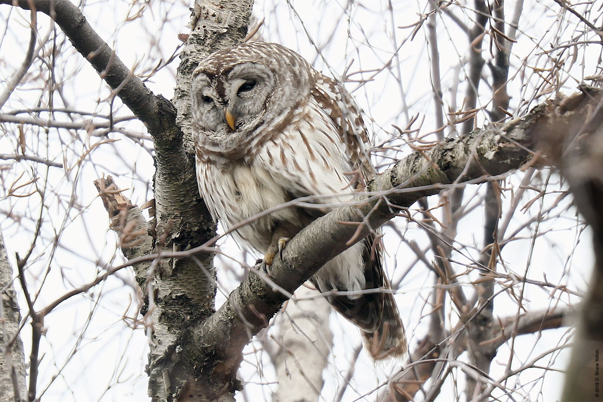 20190104OWLS03