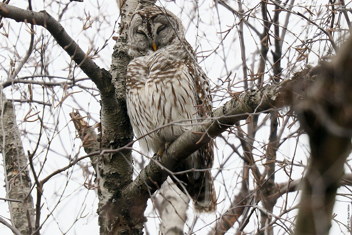 20190104OWLS04