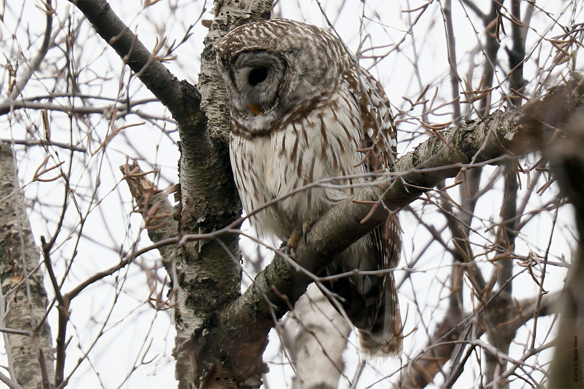 20190104OWLS05