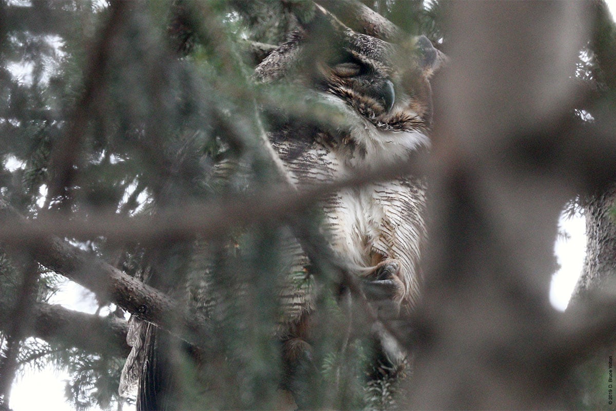 20190104OWLS06