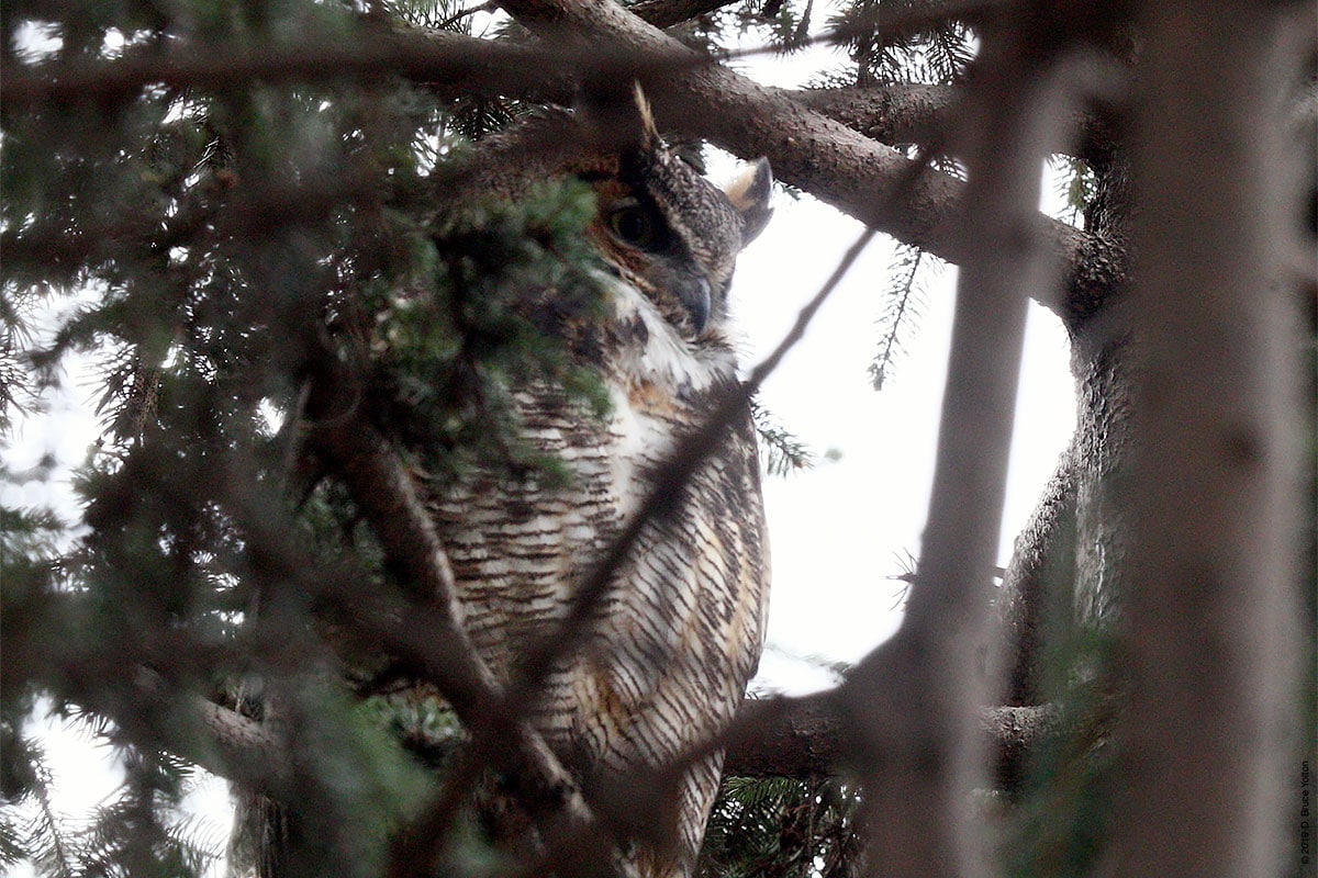 20190104OWLS07