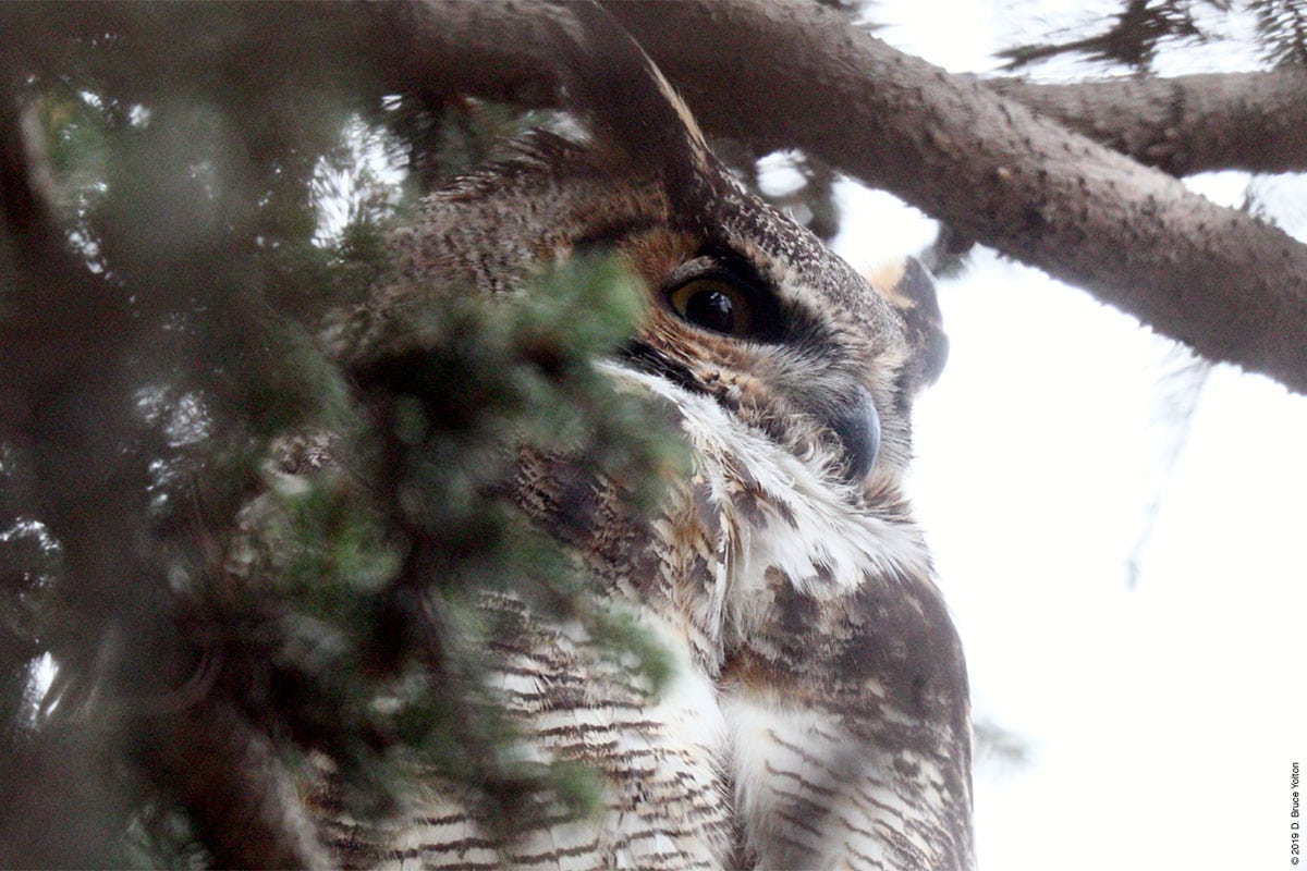 20190104OWLS08