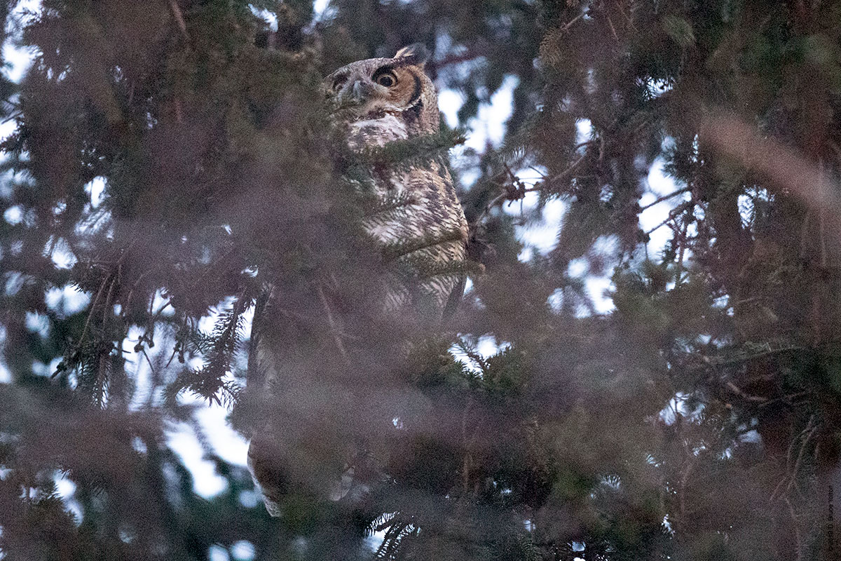 20190104OWLS12