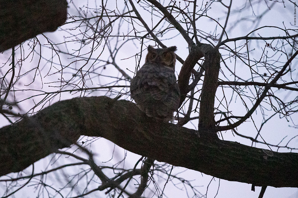 20190104OWLS14