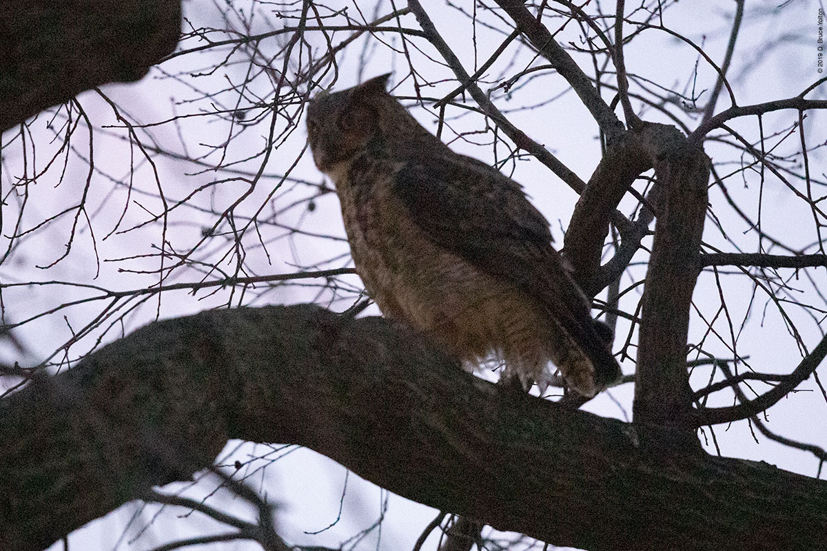 20190104OWLS15