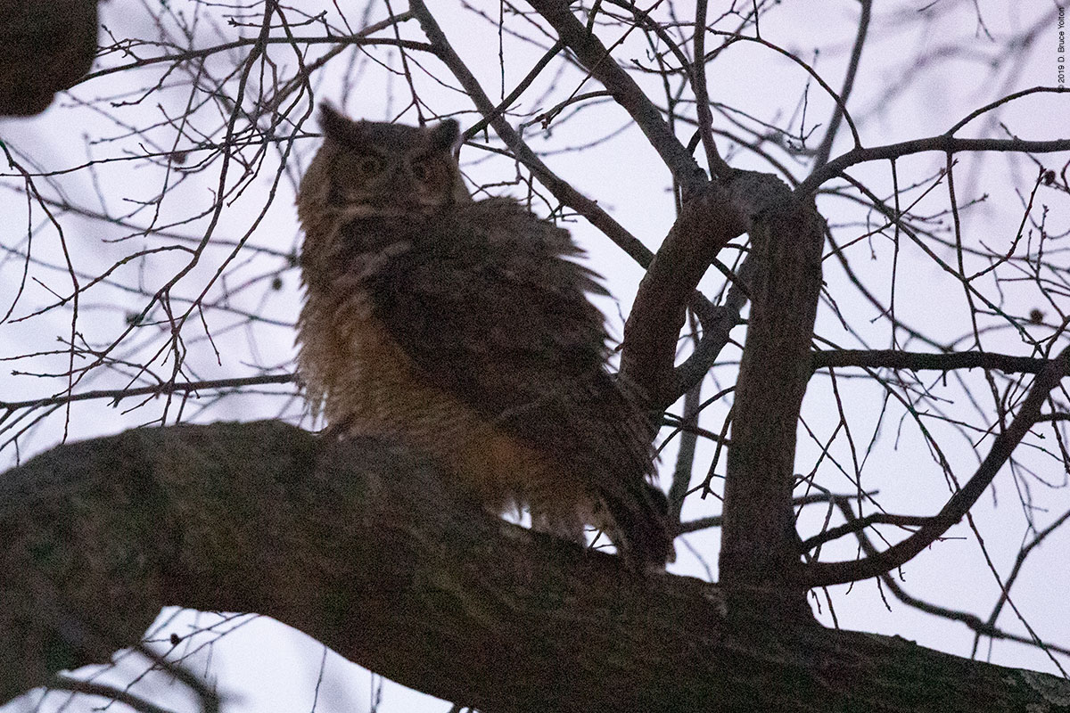 20190104OWLS16