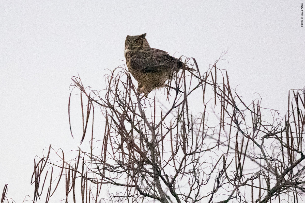 20190104OWLS18