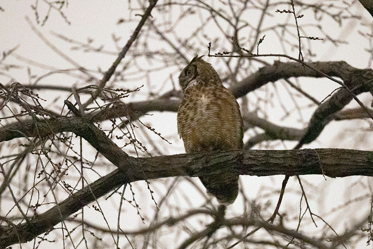 20190104OWLS22