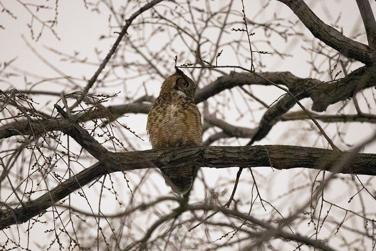 20190104OWLS23