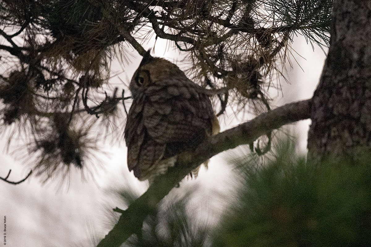 20190104OWLS24