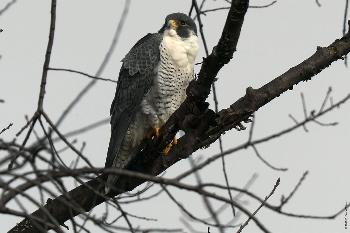 20181226PEFA02