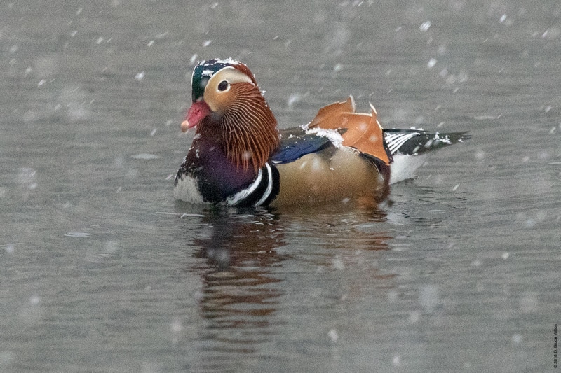 20181115Mandarin07