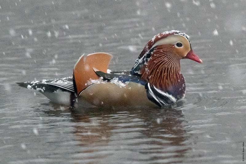 20181115Mandarin08