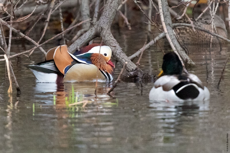 20181109Ducks06