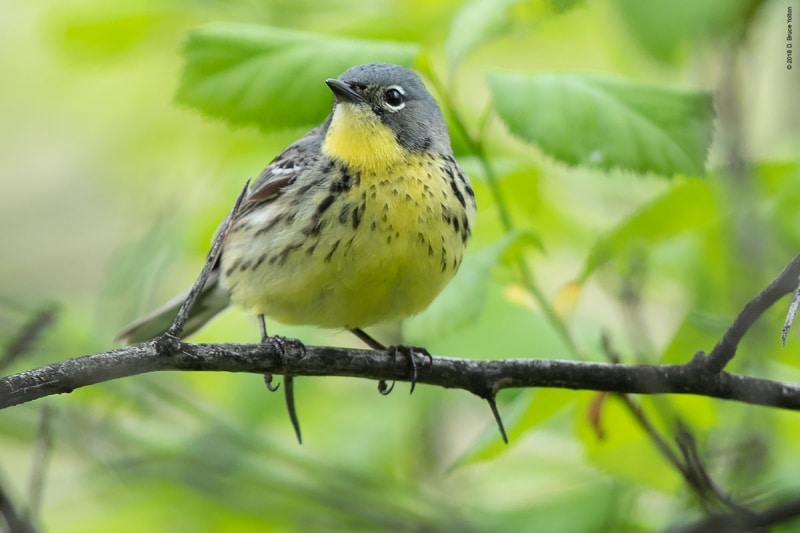 KirtlandsWarbler03