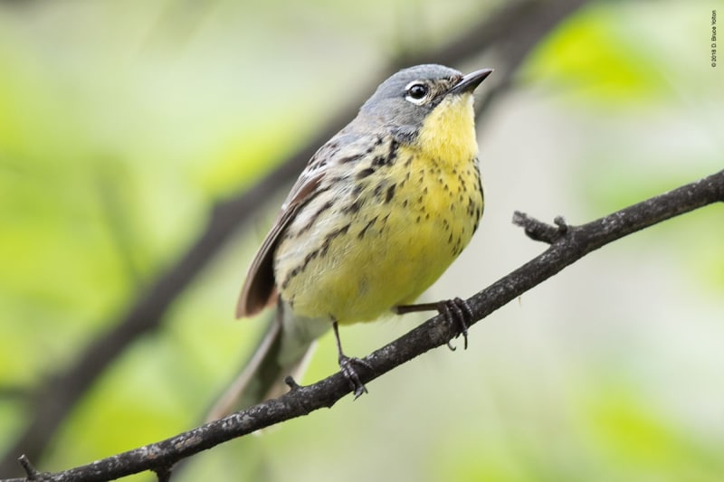 KirtlandsWarbler04