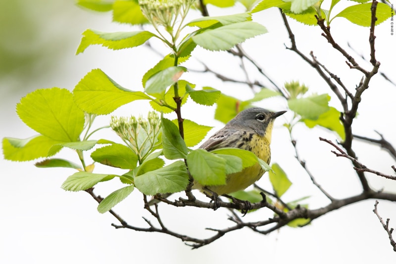 KirtlandsWarbler05