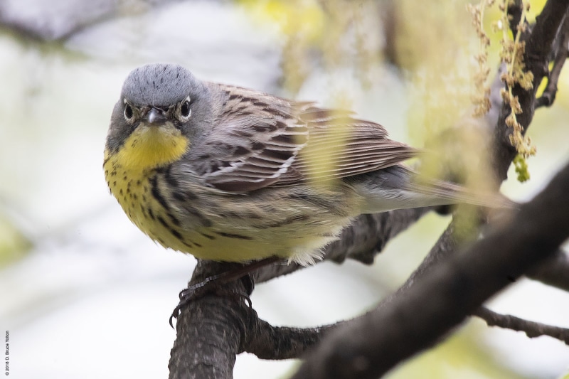 KirtlandsWarbler07