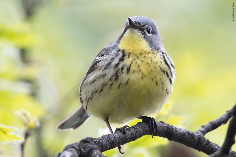 KirtlandsWarbler08