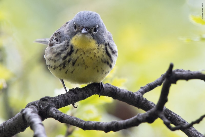 KirtlandsWarbler09