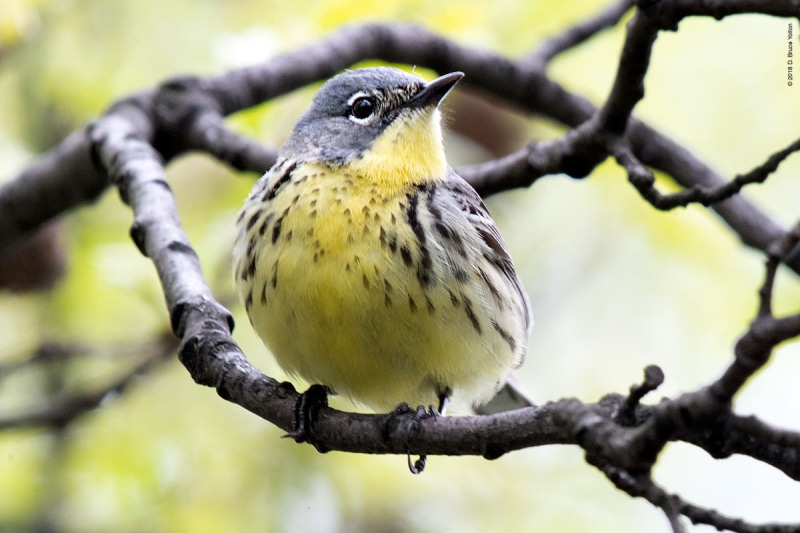 KirtlandsWarbler10