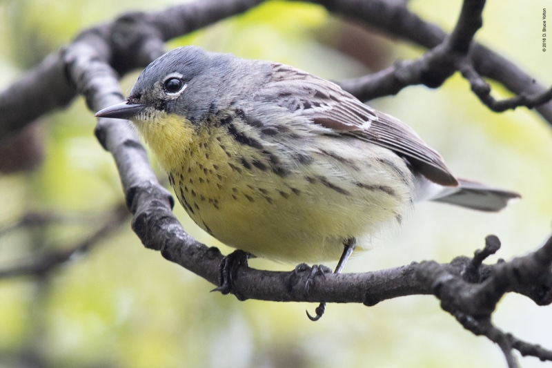 KirtlandsWarbler12