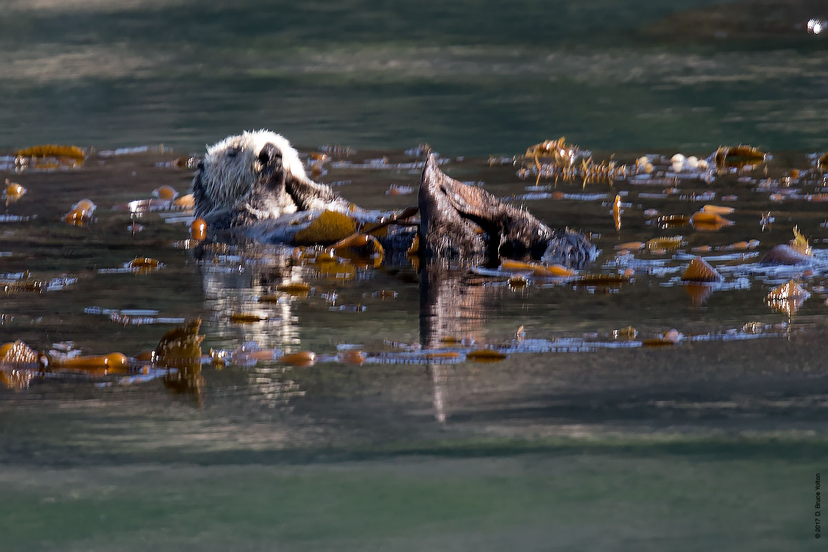 20180330SeaOtter01