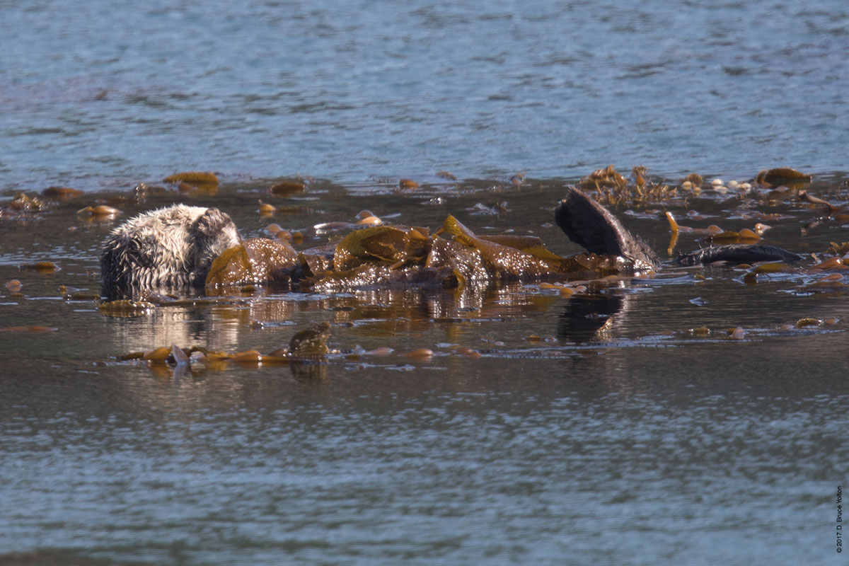 20180330SeaOtter02