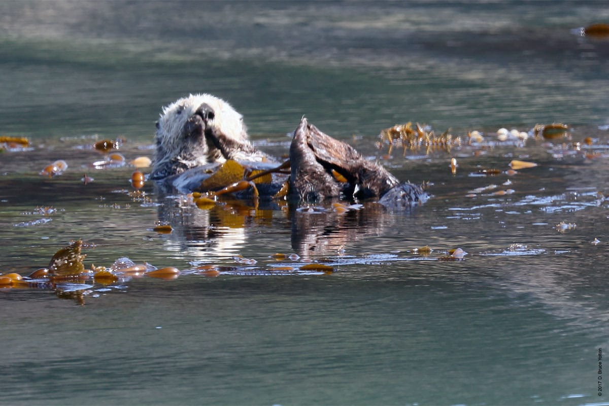 20180330SeaOtter03