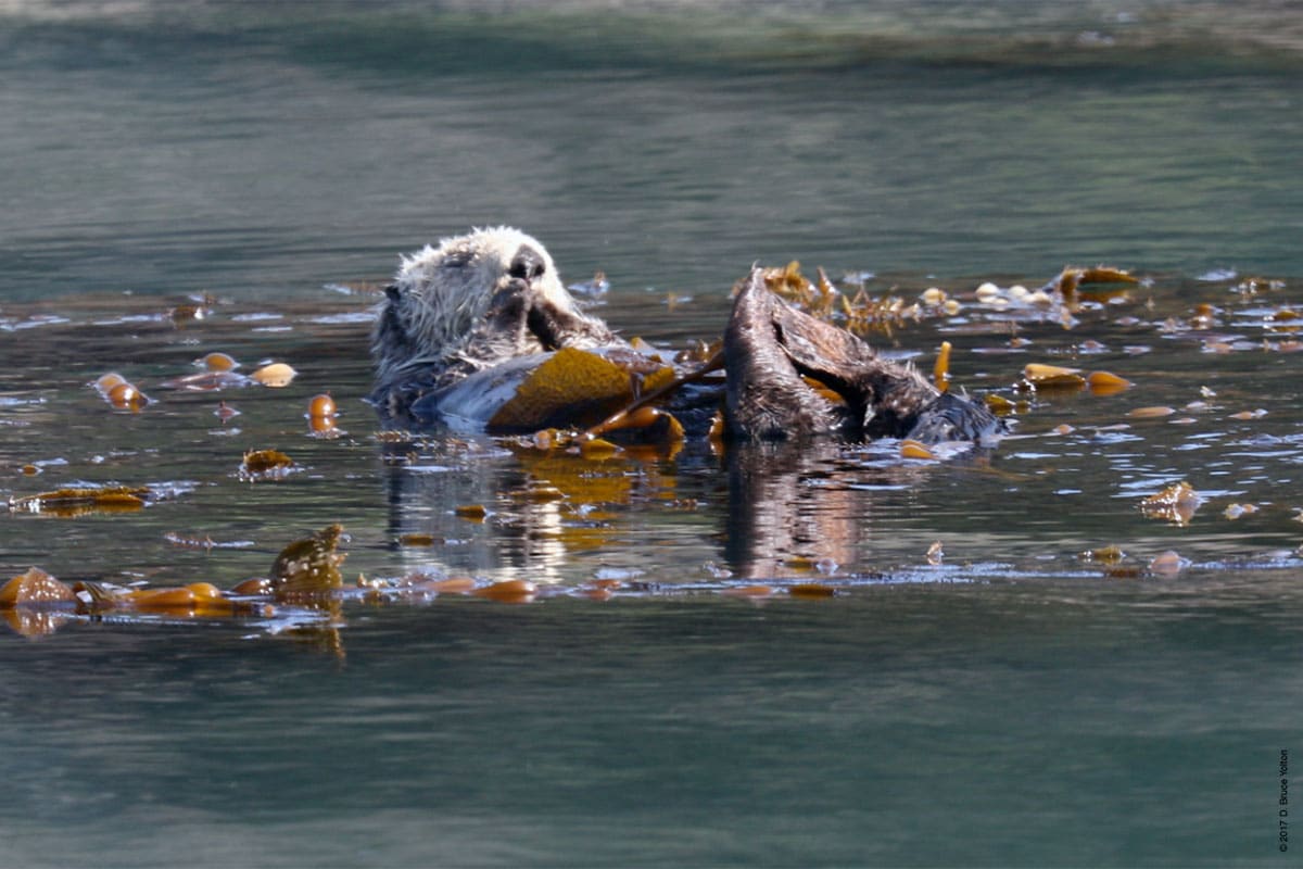 20180330SeaOtter04