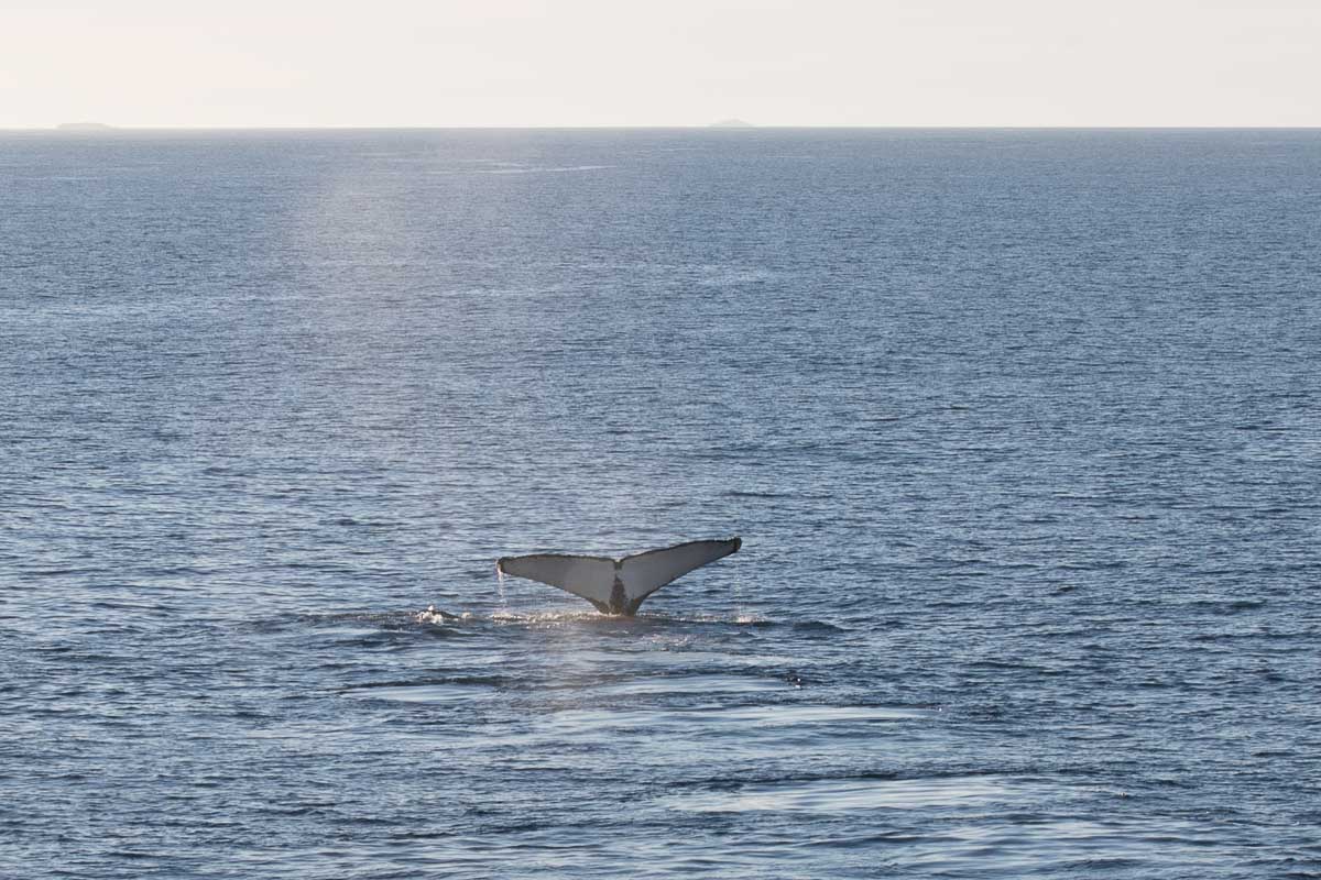 Antarctica 2017 - Mammals 011