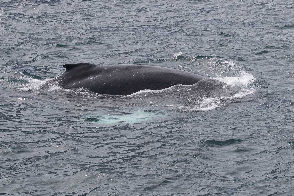 Antarctica 2017 - Mammals 053