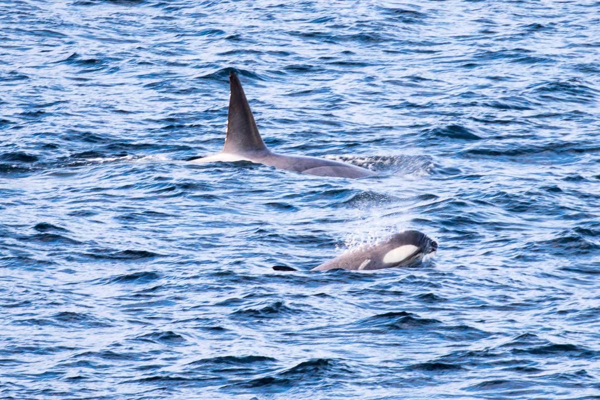 Antarctica 2017 - Mammals 066