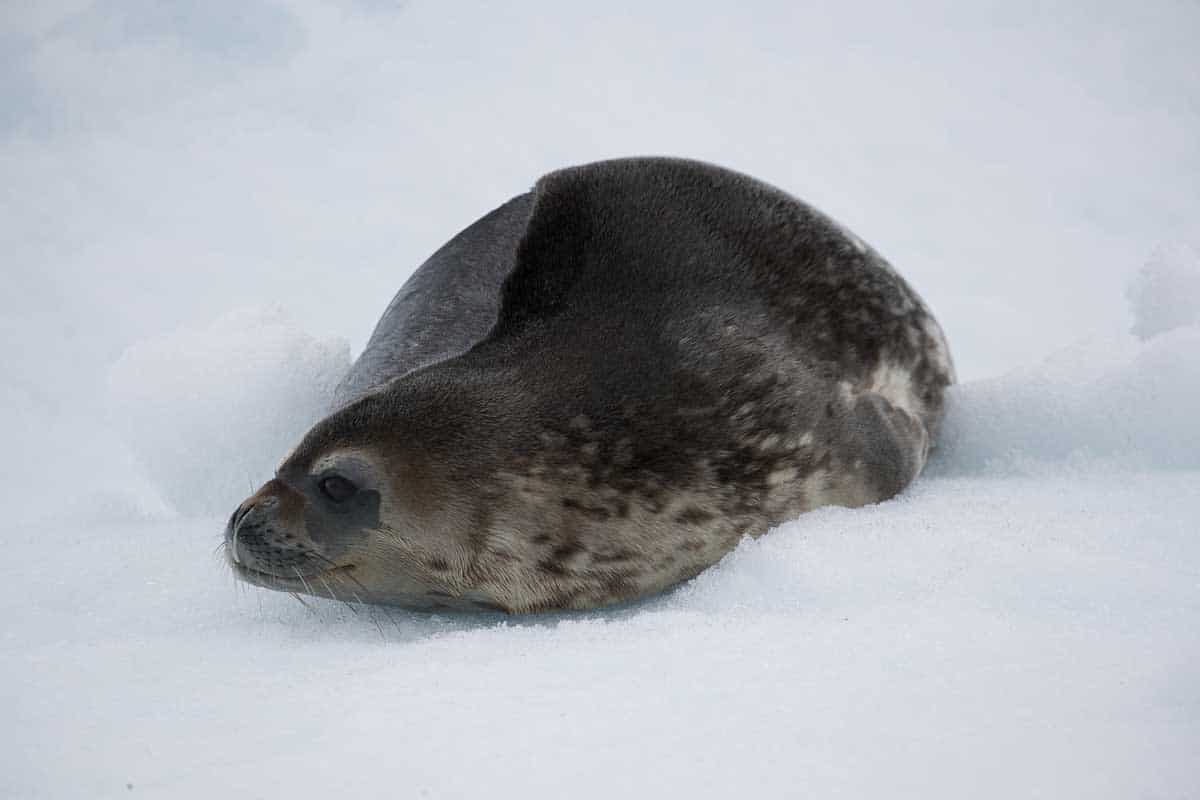 Antarctica 2017 - Mammals 083