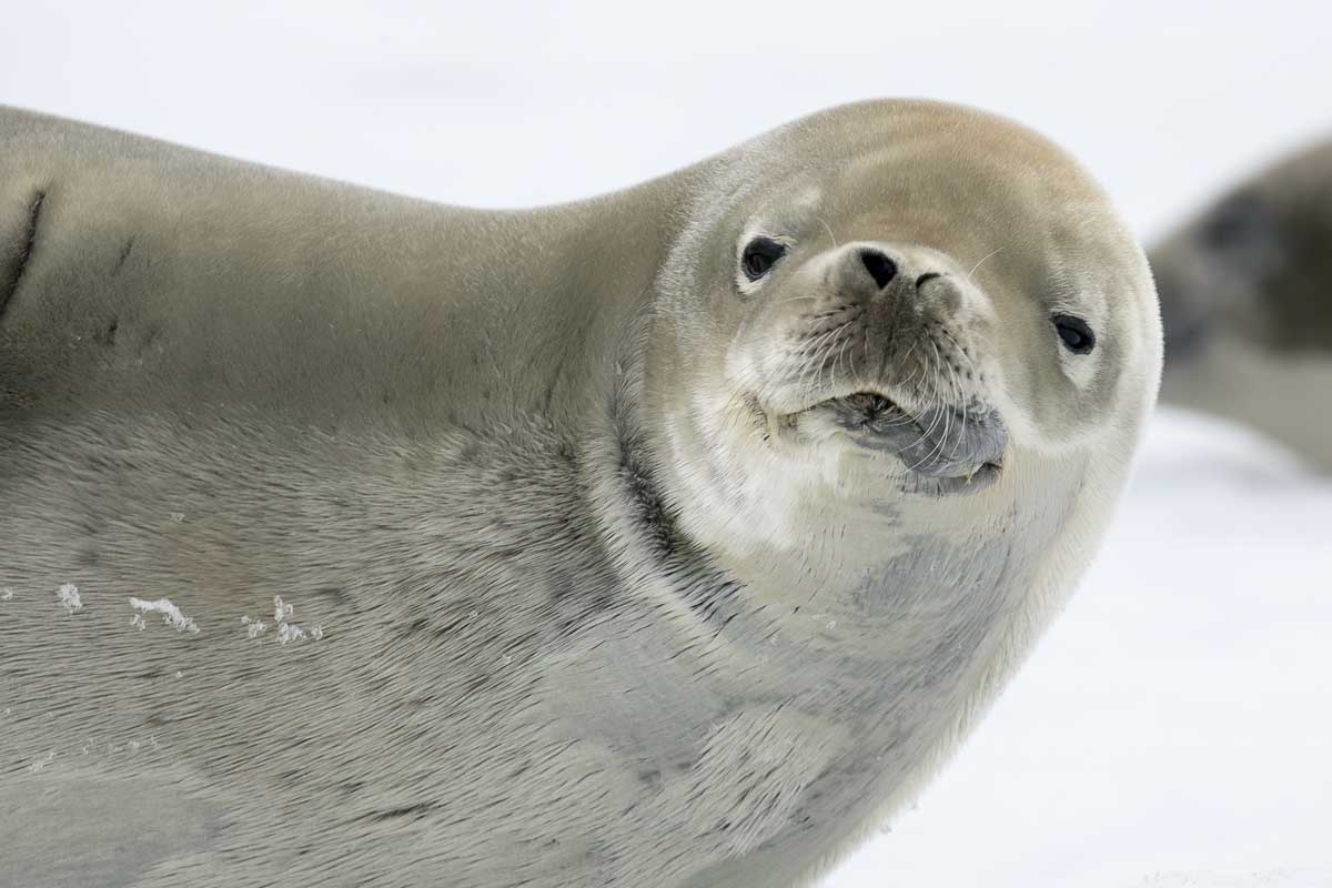 Antarctica 2017 - Mammals 092